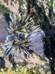 Anthopleura anjunae