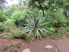Agave rhodacantha