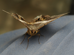 Chiasmia nora