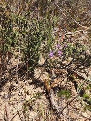Cyanella