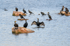 Phalacrocorax carbo carbo