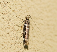 Macrobathra ceraunobola