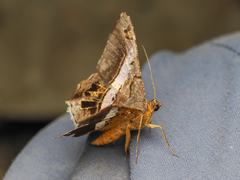 Chiasmia nora