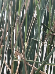 Hyperolius marmoratus taeniatus