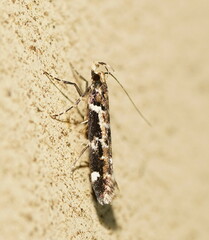 Macrobathra ceraunobola