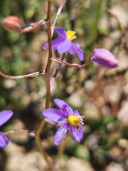 Cyanella