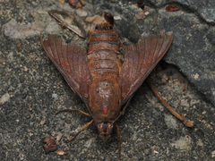 Macroglossum corythus