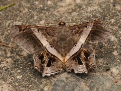 Chiasmia nora