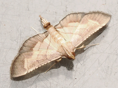 Marasmia
