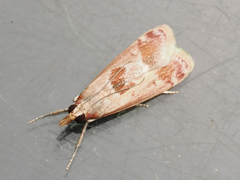 Syntonarcha iriastis