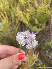 Pseudoselago serrata