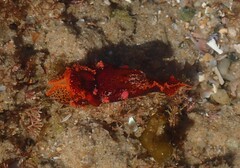 Plocamopherus imperialis