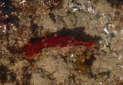 Plocamopherus imperialis