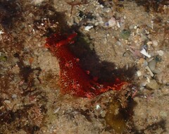 Plocamopherus imperialis