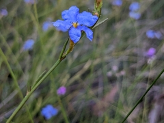 Dampiera stricta