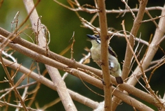 Pogoniulus chrysoconus