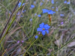 Dampiera stricta