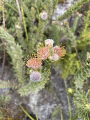 Leucospermum truncatulum