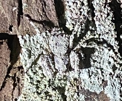 Stephanopis altifrons