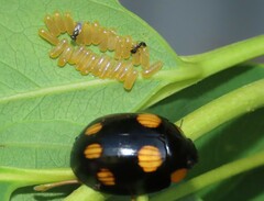 Paropsisterna sexpustulata