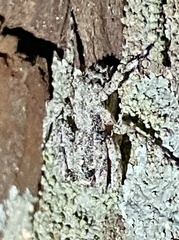 Stephanopis altifrons