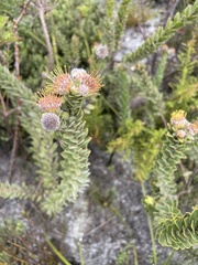 Leucospermum truncatulum