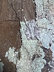 Stephanopis altifrons