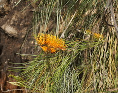 Grevillea pteridifolia