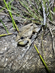 Litoria latopalmata