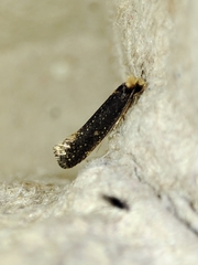Monopis nigricantella