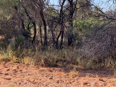 Varanus panoptes rubidus