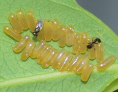 Paropsisterna sexpustulata