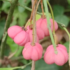 Euonymus europaeus