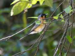 Symposiachrus trivirgatus