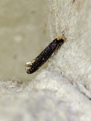 Monopis nigricantella
