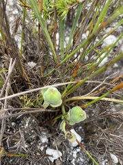 Euphorbia silenifolia
