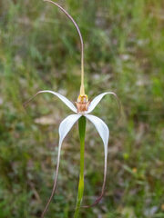 Caladenia longicauda