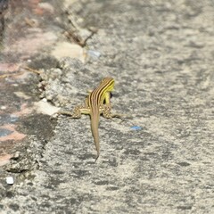 Cnemidophorus lemniscatus