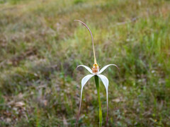 Caladenia longicauda