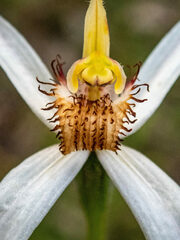 Caladenia longicauda