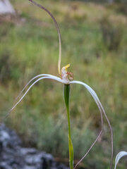 Caladenia longicauda