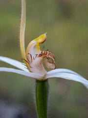 Caladenia longicauda