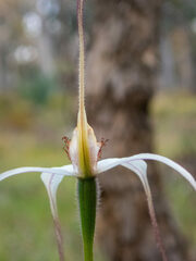 Caladenia longicauda