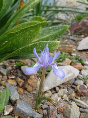 Moraea sisyrinchium