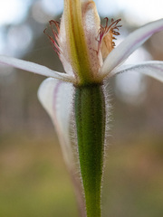 Caladenia longicauda