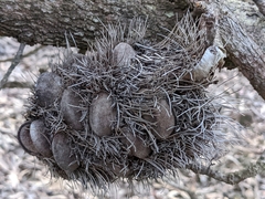 Banksia serrata