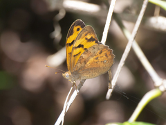 Heteronympha mirifica
