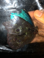 Morpho