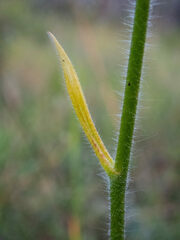 Caladenia longicauda