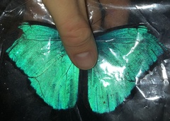 Morpho
